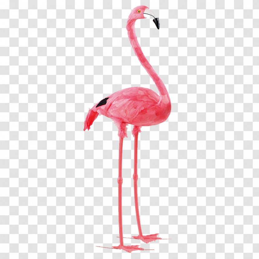Bird Paper Flamingo Feather Pink - Color Transparent PNG
