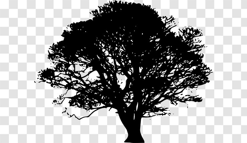 Tree Silhouette Oak Clip Art - Woody Plant - Black Trees Cliparts Transparent PNG