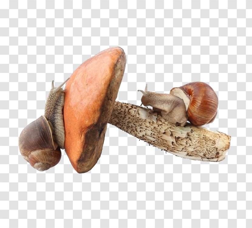 Fungus Clip Art - Snails Transparent PNG