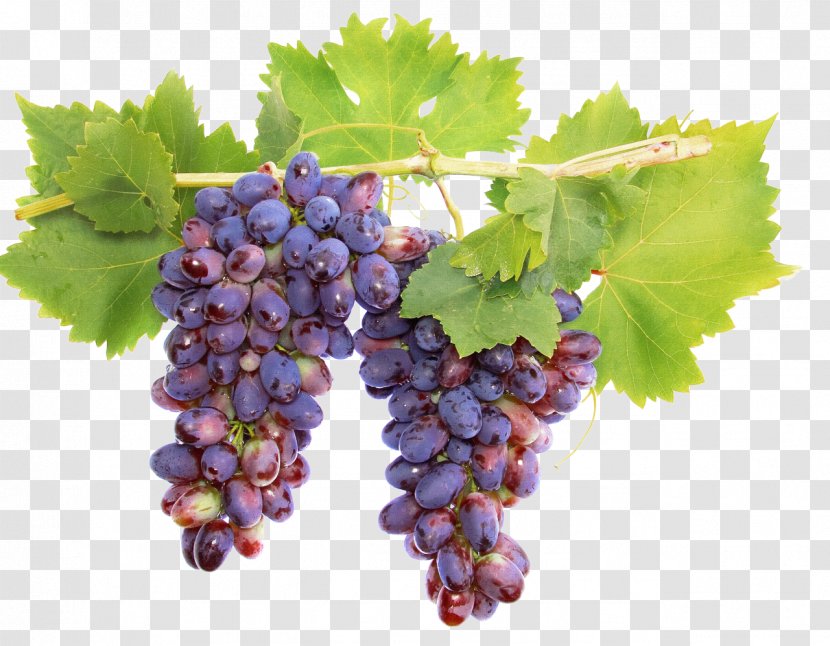 Cabernet Sauvignon Wine Grape Vine Raisin - Flowering Plant - Grapes Transparent PNG