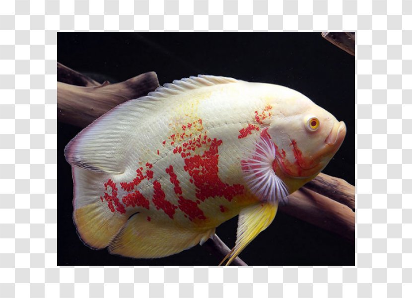 Angelfish Oscar Astronotus Crassipinnis Aquarium - Guppy - Fish Transparent PNG