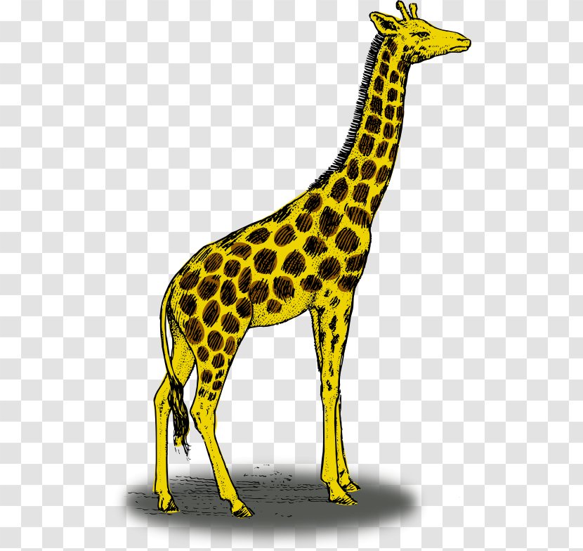 Reticulated Giraffe Color Illustration - Wildlife - Cliparts Transparent PNG