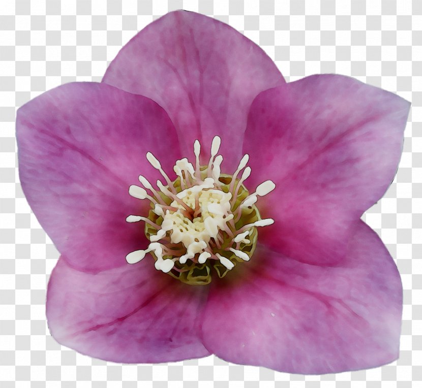 Rose Herbaceous Plant Family M Invest D.o.o. Plants - Rosa Gallica - Petal Transparent PNG