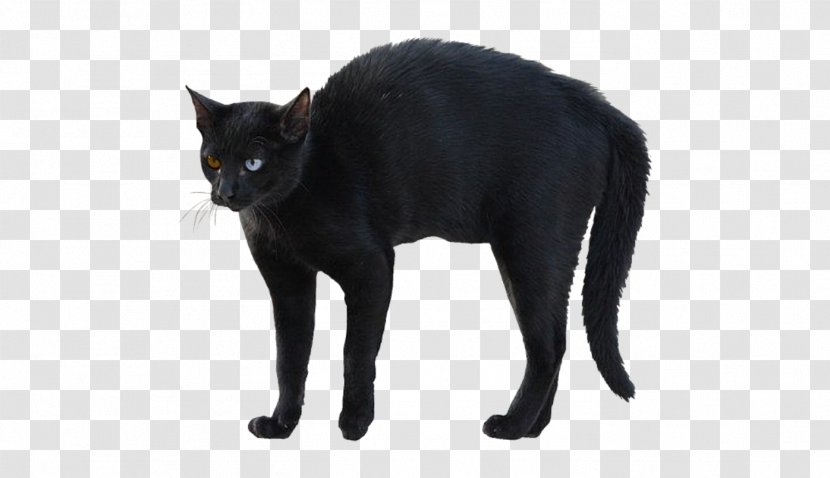 Bombay Cat Korat Whiskers Black Domestic Short-haired - Mammal Transparent PNG