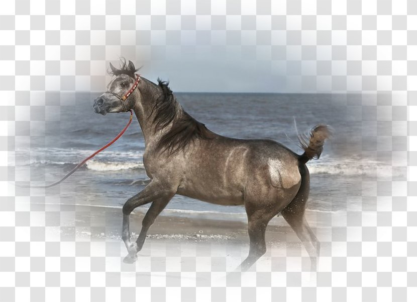 Mare Mustang Stallion Horse Tack Pack Animal - Wildlife Transparent PNG