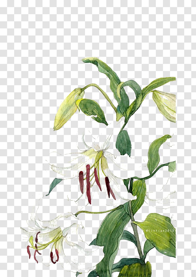 IPhone 5s Lilium SE Flower Illustration - Petal - Hand-painted Lily Transparent PNG
