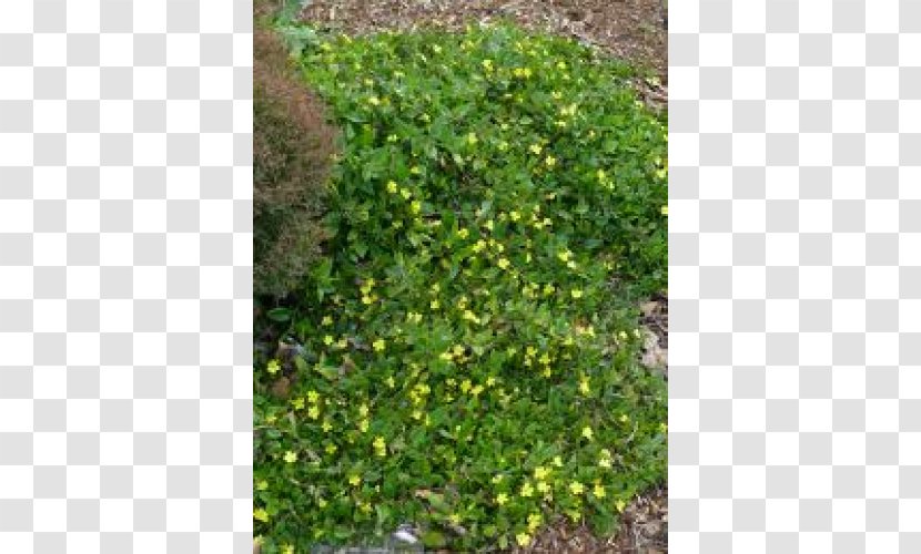 Tree Evergreen Shrub Groundcover Lawn Transparent PNG