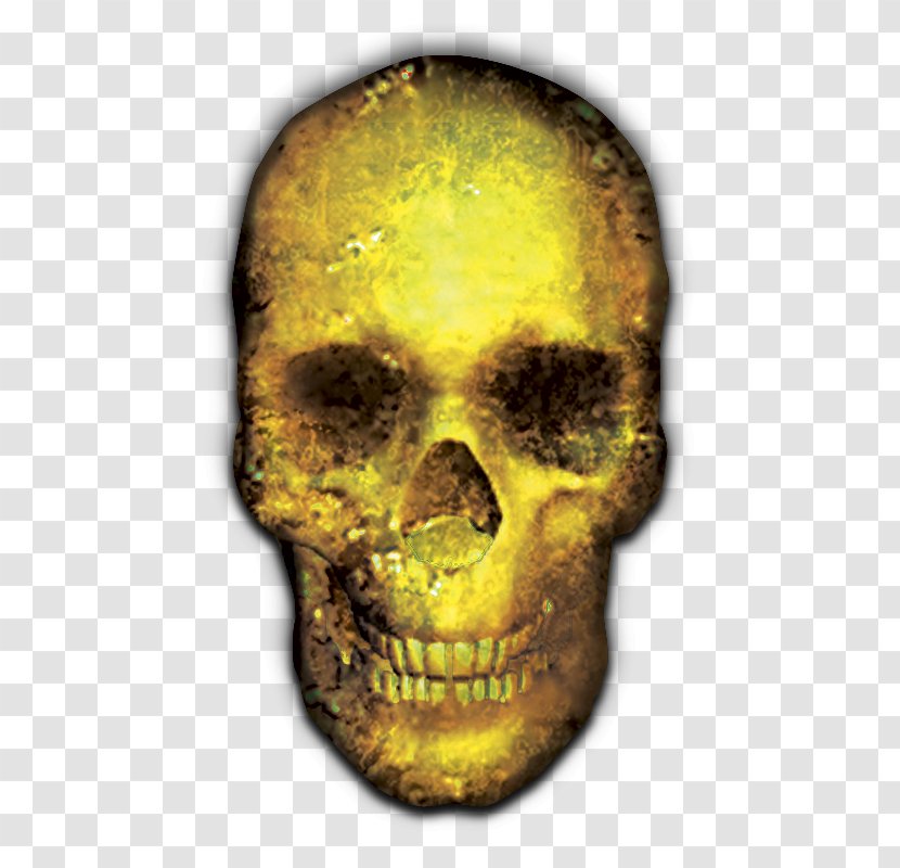 Skull Skeleton Bone - Object Transparent PNG