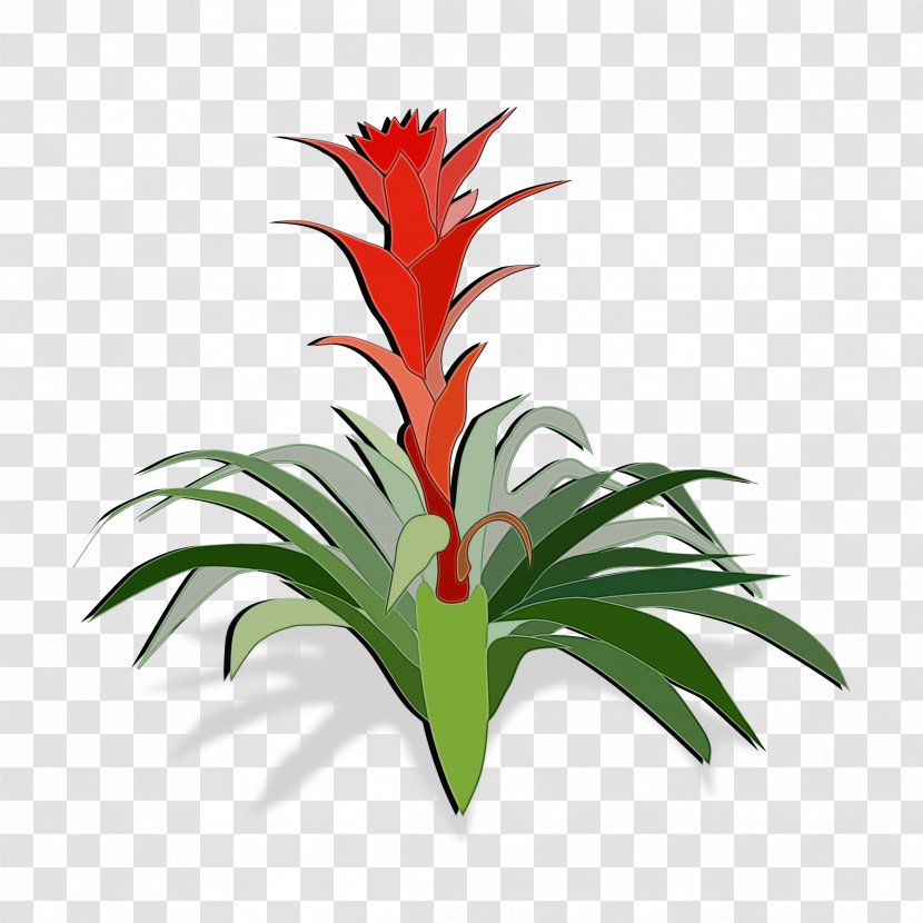 Pineapple - Flower - Flowerpot Heliconia Transparent PNG