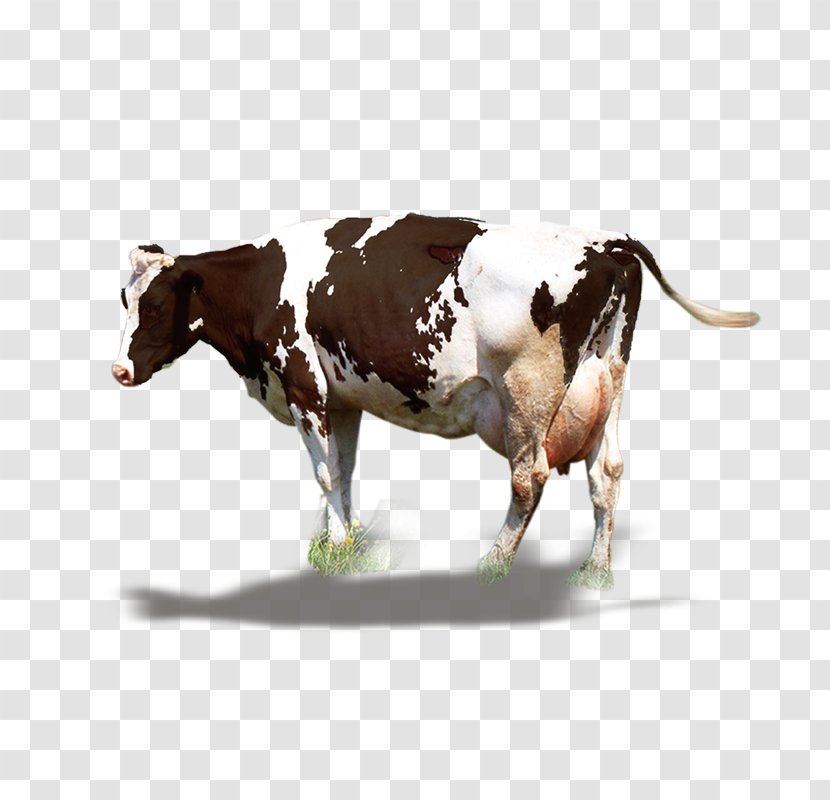 Dairy Cattle Milk Ox - Cow - A Fat Transparent PNG