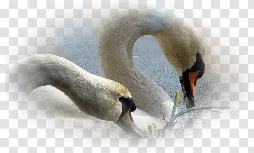 Mute Swan Desktop Wallpaper Screensaver Mobile Phones - Laptop - Bird Transparent PNG