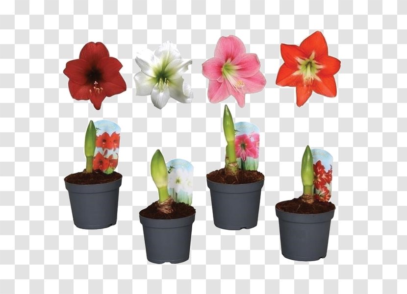 Houseplant Jersey Lily Amaryllis Flowerpot Transparent PNG