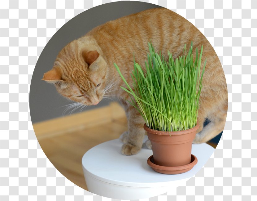 Whiskers Cat Grasses 猫草 Kitten - Tabby Transparent PNG
