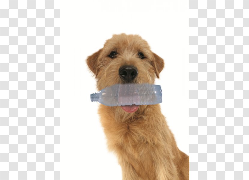 Irish Terrier Lakeland Dutch Smoushond Norfolk Goldendoodle - Sherlock Dog Transparent PNG