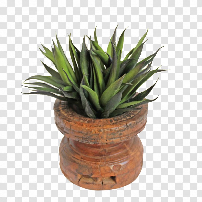 Succulent Plant Flowerpot Houseplant Agave Wood - Fleshy Rosette Succulents Transparent PNG