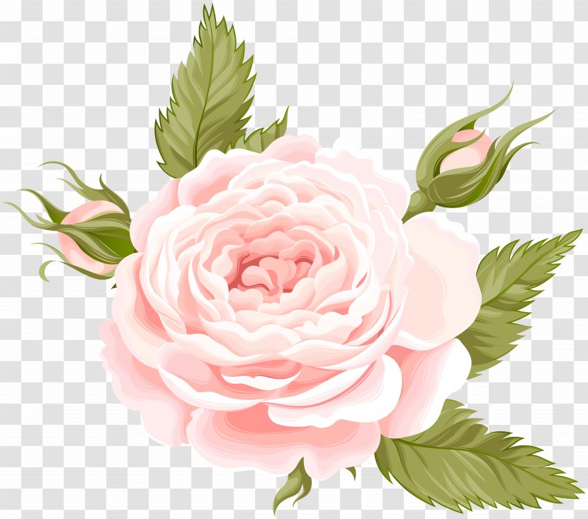 Garden Roses Centifolia Clip Art - Rose - Deco Transparent Image Transparent PNG