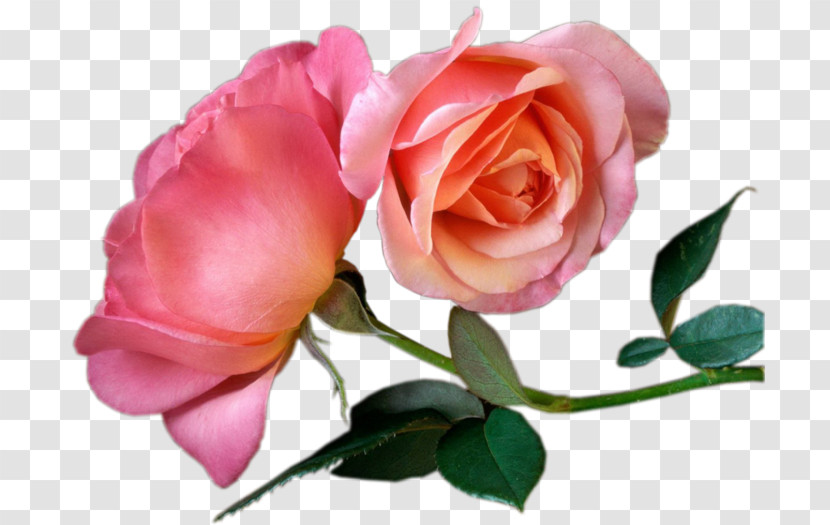 Garden Roses Transparent PNG