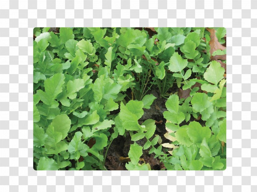 Leaf Vegetable Herb Spring Greens Annual Plant - Grass - SOIL Transparent PNG