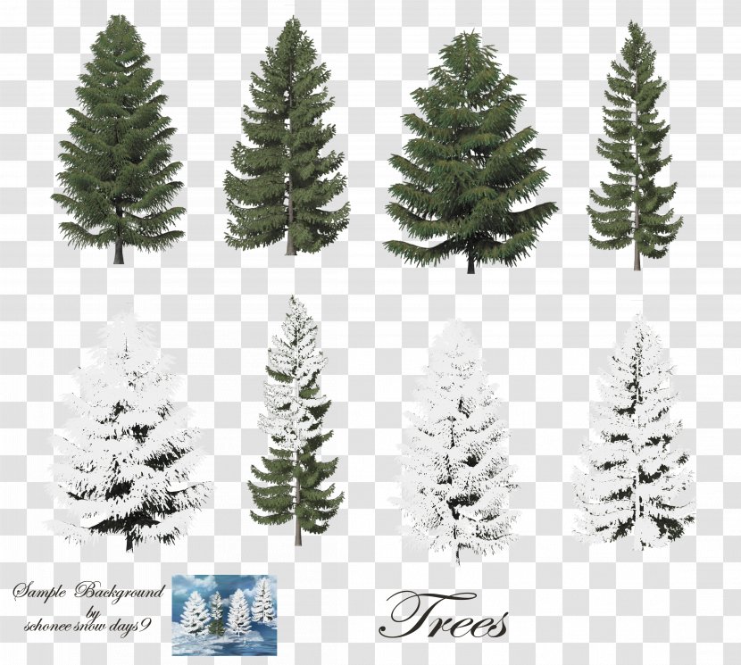 Fir Tree Conifers Clip Art - Conifer Transparent PNG