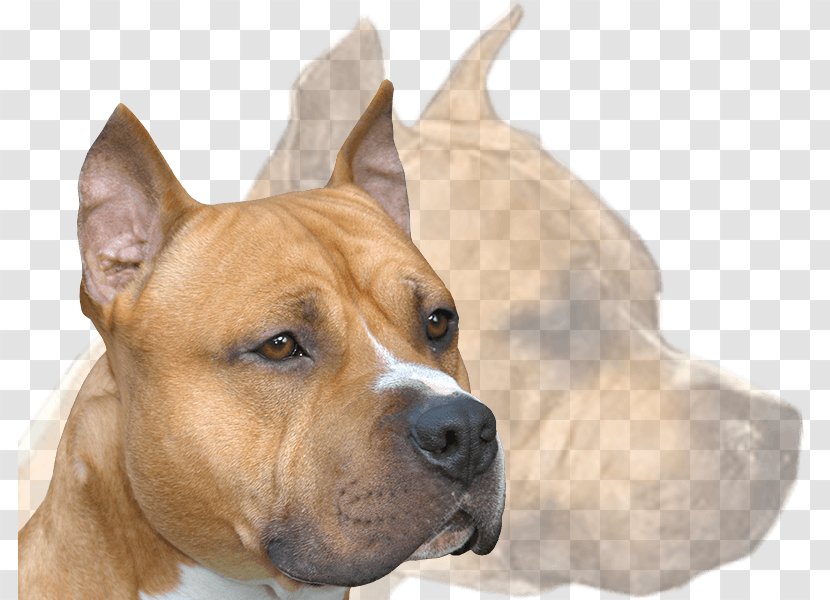 American Staffordshire Terrier Dog Breed Pit Bull Kennel Club - Group - Amstaff Transparent PNG