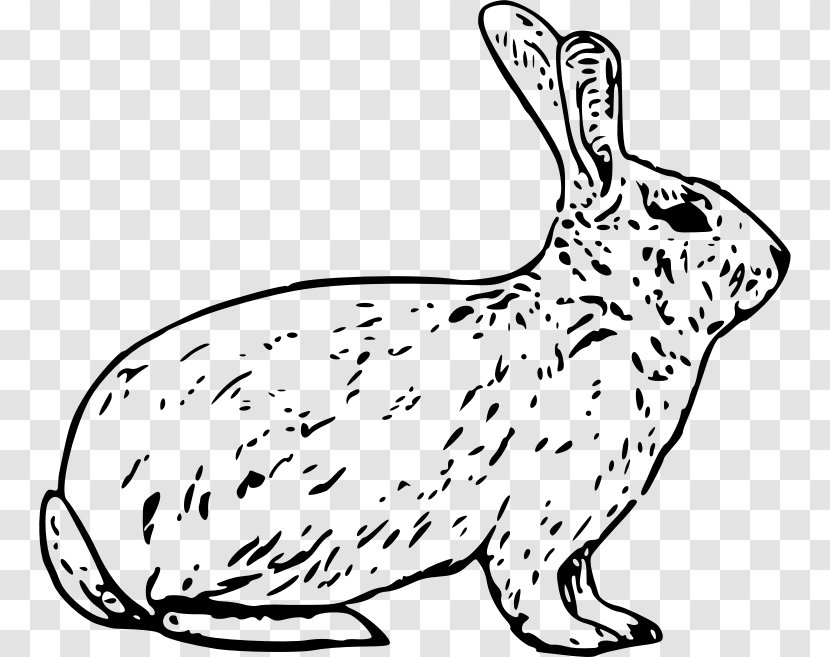 Arctic Hare Snowshoe European Easter Bunny - Organism - Fox Transparent PNG
