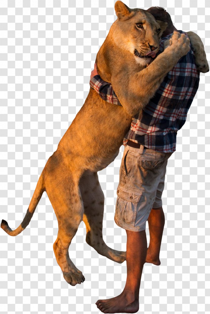 Dog Breed Makhachkala Lion Abovyan - Krasnodar Transparent PNG