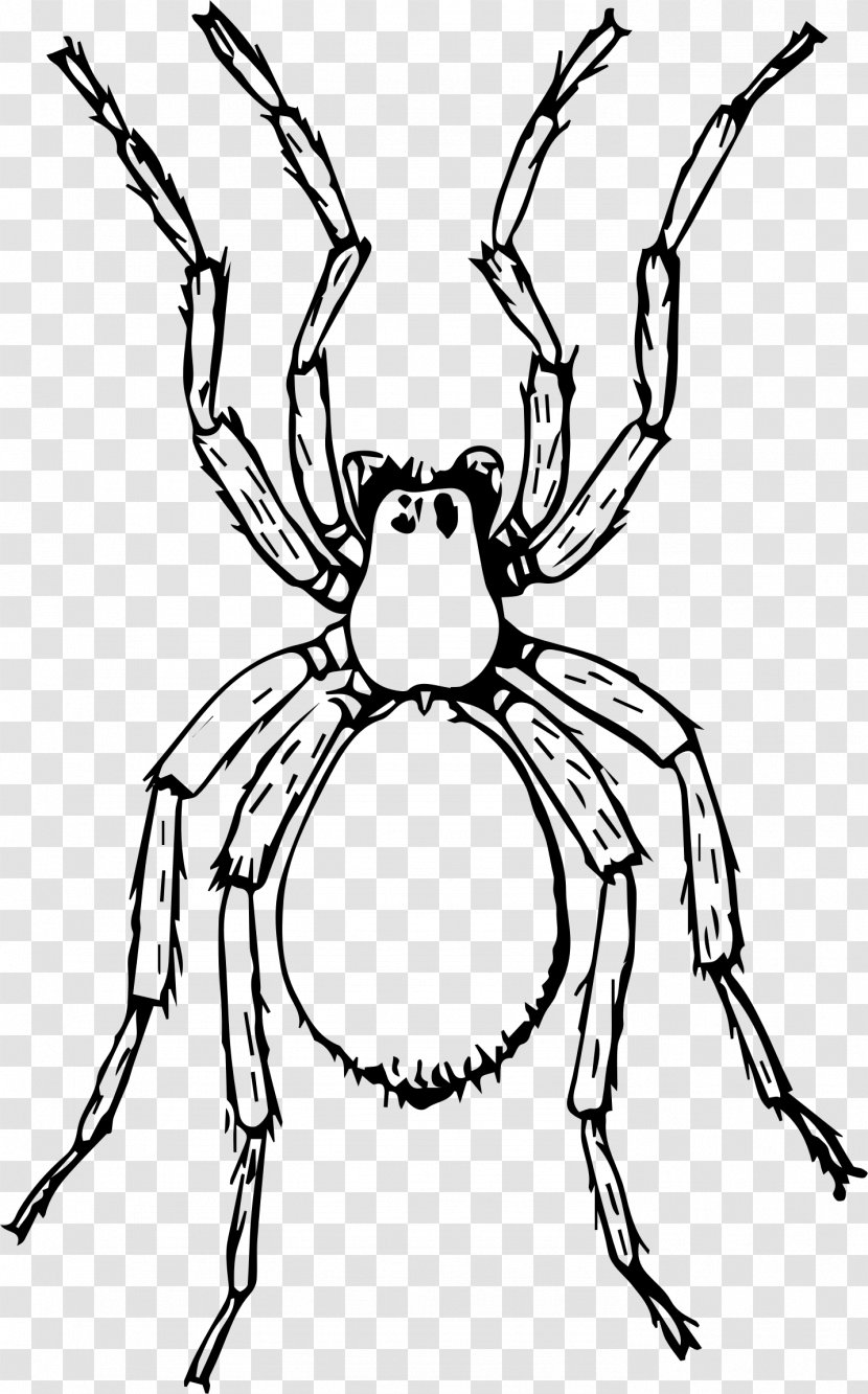 Miss Spider Drawing Aunt Sponge Clip Art - Fictional Character Transparent PNG