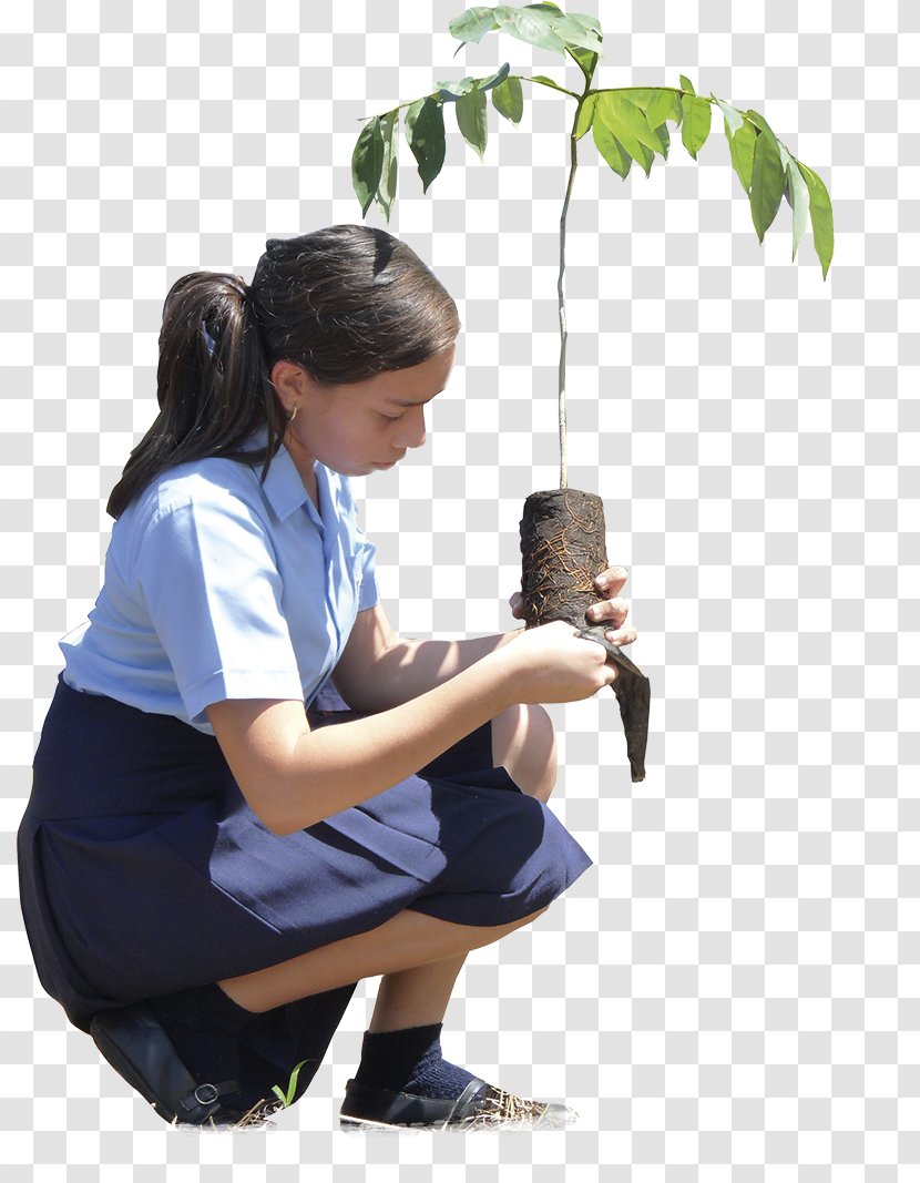 Human Behavior Water Tree Transparent PNG