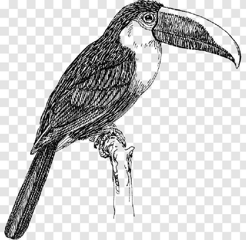 Bird White-throated Toucan Keel-billed Toco - Whitethroated - Hornbill Transparent PNG