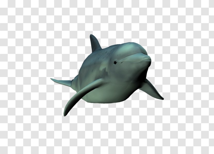 Common Bottlenose Dolphin Short-beaked Tucuxi Rough-toothed Wholphin - Mammal - Nq Transparent PNG