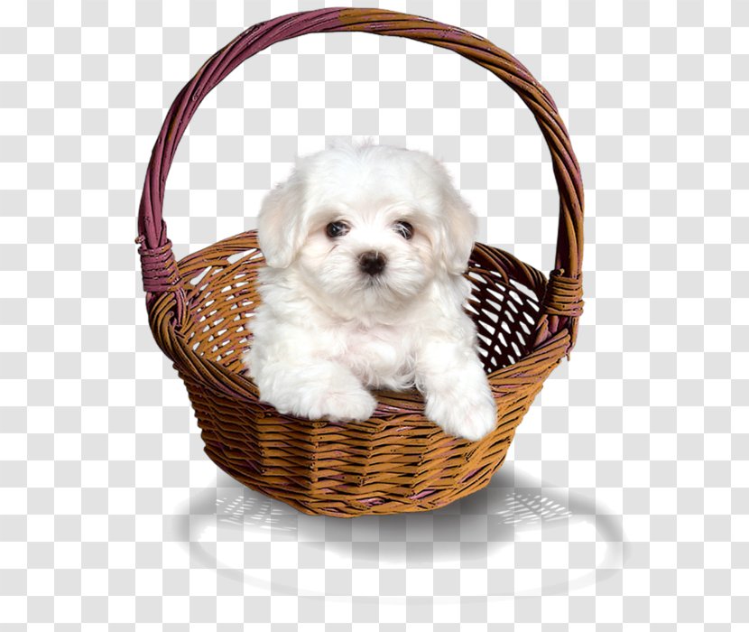 Maltese Dog Havanese Shih Tzu Puppy Lhasa Apso - Breed Transparent PNG