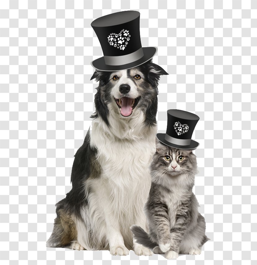 Dog Veterinarian Pet Food Blue Buffalo Co., Ltd. - Companion - A With Hat Transparent PNG