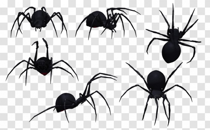 Southern Black Widow Spider Bite Venom - Image Transparent PNG