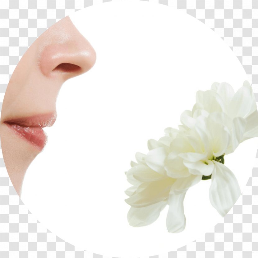 Olfaction Human Nose Hay Fever Face - Lip Transparent PNG