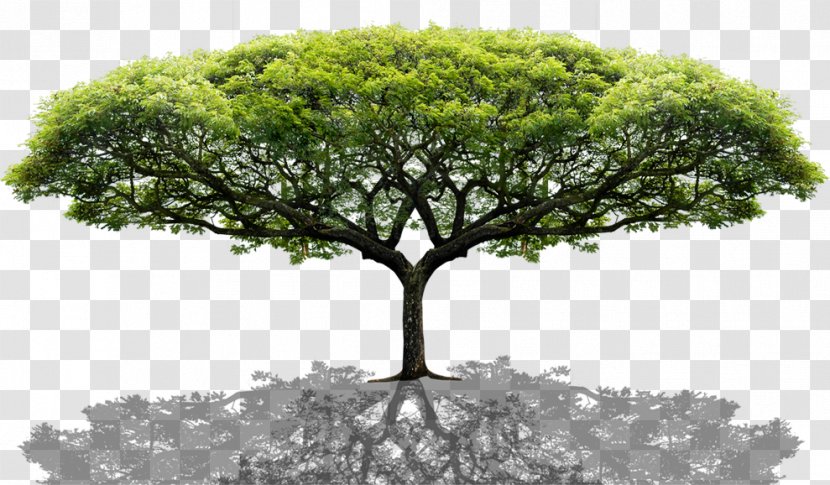 Tree - Houseplant - Information Transparent PNG