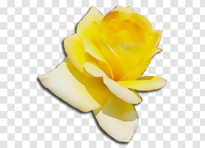 Flowers Background - Alpha - Cut Hybrid Tea Rose Transparent PNG