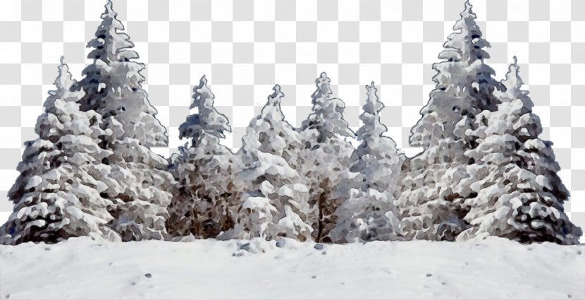 Snow Shortleaf Black Spruce Balsam Fir Tree Colorado - White Pine Freezing Transparent PNG