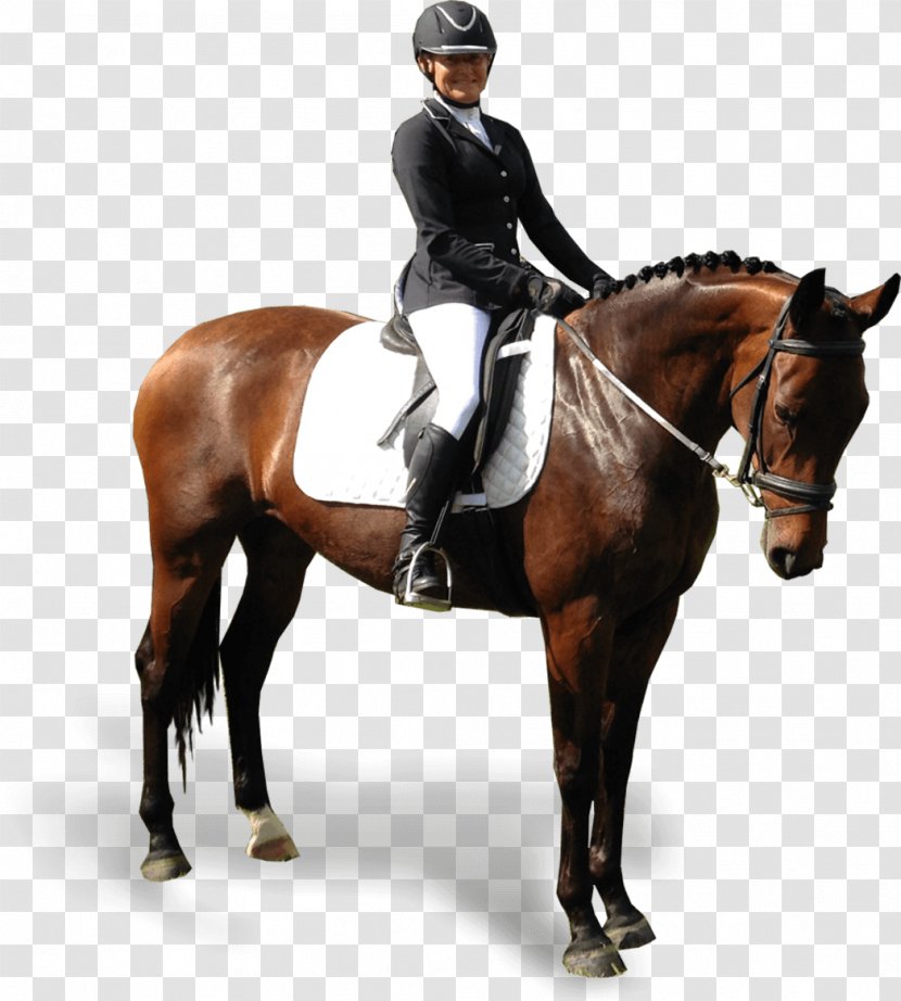 Hunt Seat Stallion Dressage Horse Bridle - Harness Transparent PNG