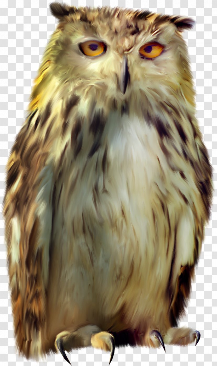 Tawny Owl Bird Icon - Beak Transparent PNG