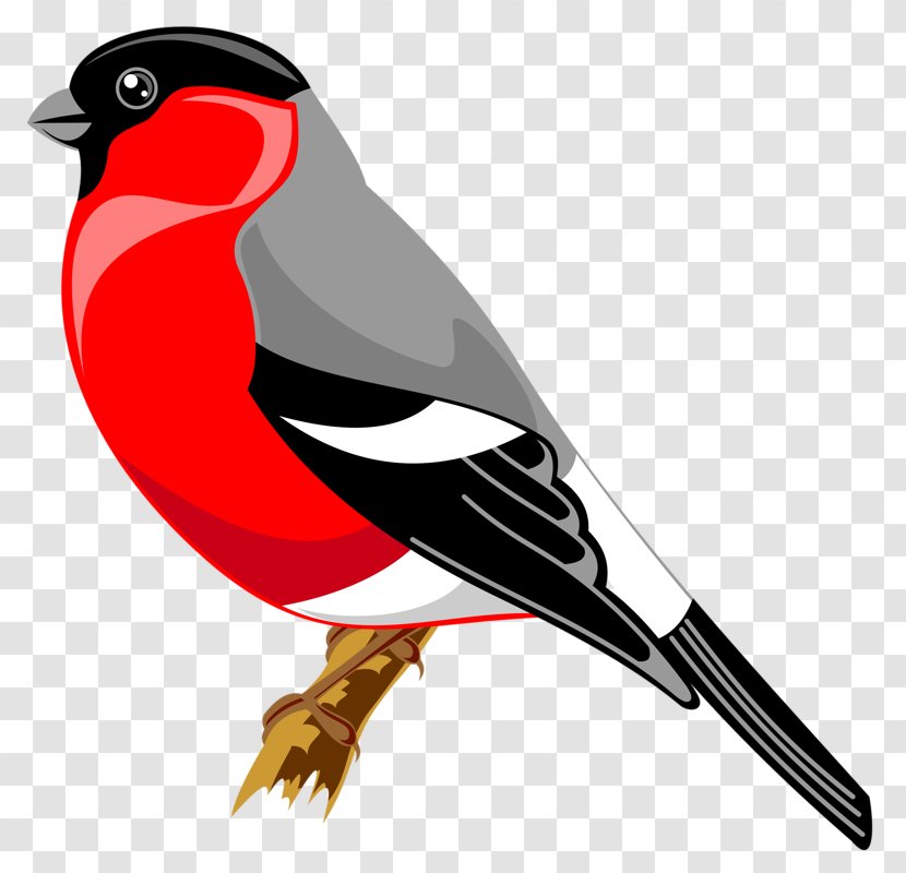 Bird Drawing Finches Yandex Search Clip Art - Finch Transparent PNG