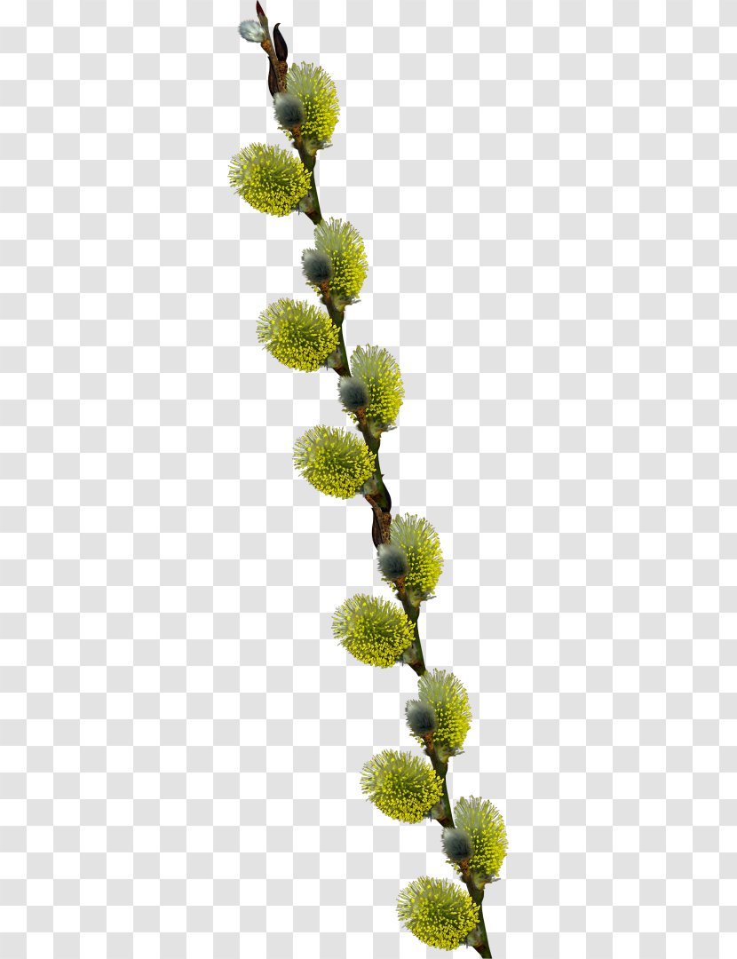 Tree Willow - Flower Transparent PNG
