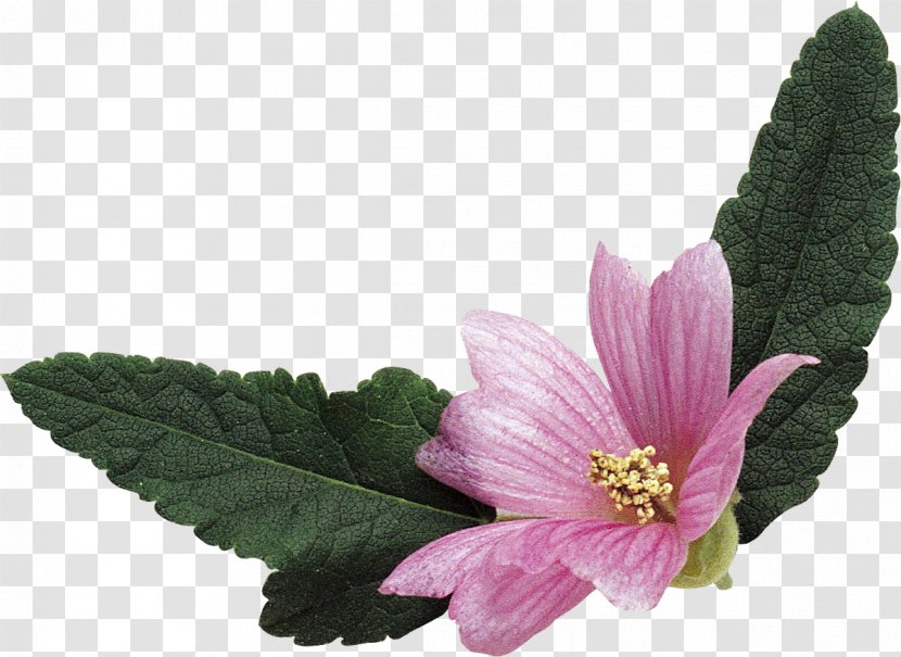 Mallows Malva Sylvestris Verticillata Flowering Tea - Herbaceous Plant - Pink Florets Transparent PNG