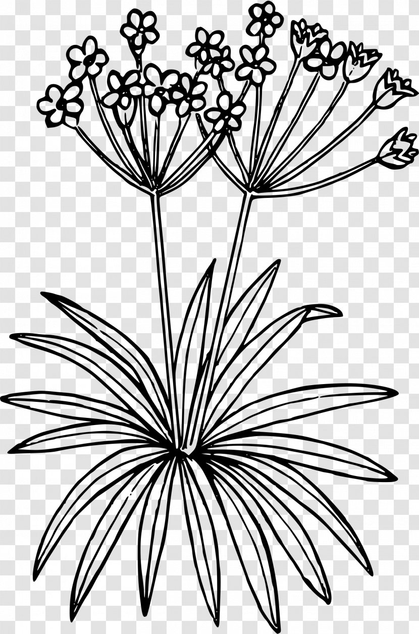 Wildflower Floral Design Clip Art - Artwork - Northern Transparent PNG