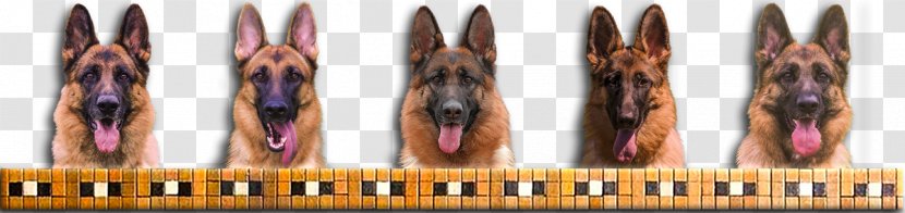 The German Shepherd Dog Puppy Transparent PNG