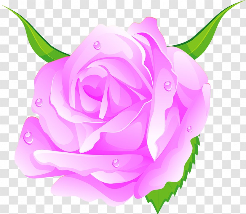 Beach Rose Cut Flowers Centifolia Roses Garden - Petal - Lilac Transparent PNG