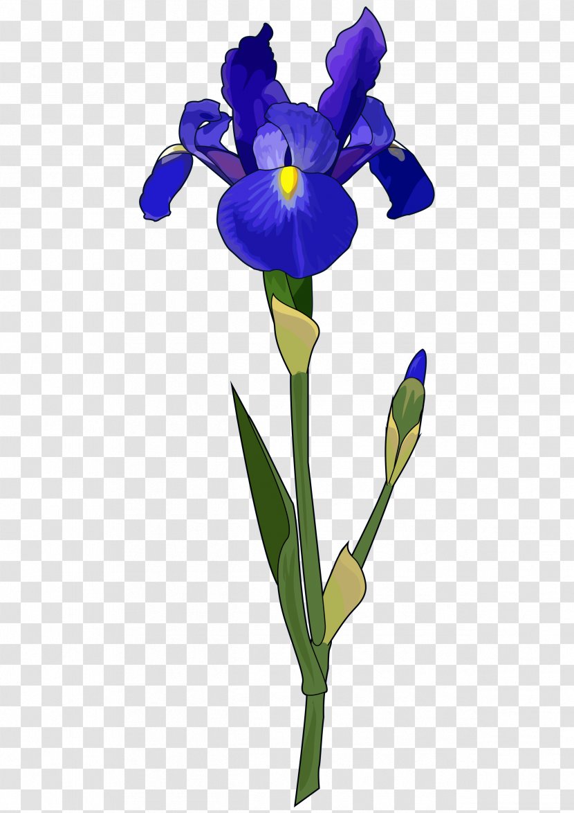 Irises Plant Stem Iris Flower Data Set Bulb Transparent PNG