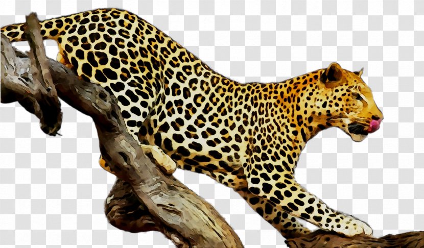 Etosha National Park Leopard Cheetah Adriana Gold Stock.xchng - Snout - Animal Figure Transparent PNG