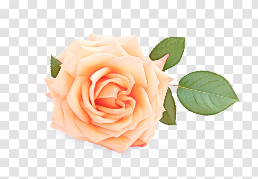 Pink Flowers Background - Garden Roses - Camellia Bouquet Transparent PNG