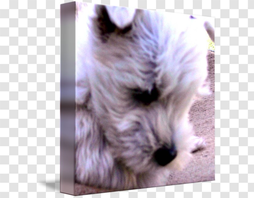 Miniature Schnauzer Glen West Highland White Terrier Cairn Norfolk - Havanese Transparent PNG