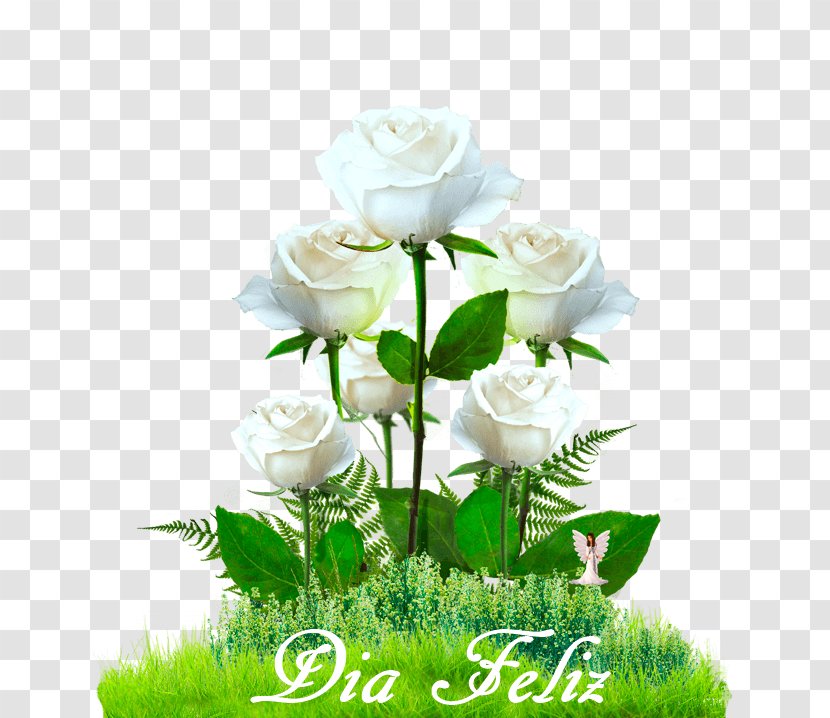 Garden Roses Cabbage Rose Cut Flowers - Rosa Centifolia - Paula Deen Transparent PNG